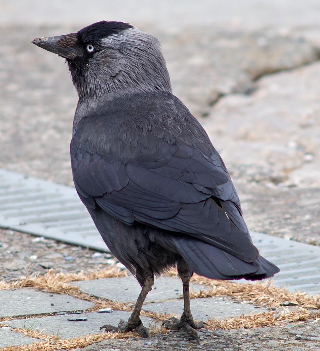 Soligor / Cunor et al 350mm F5.6 Lens Reviews - Tokina Lenses