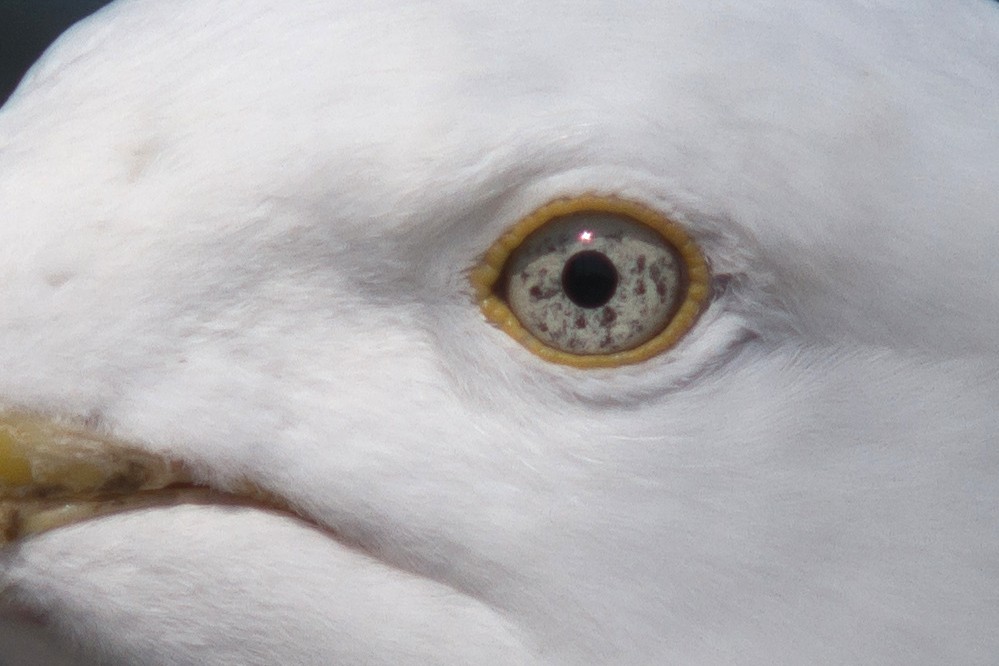 Soligor / Cunor et al 350mm F5.6 Lens Reviews - Tokina Lenses