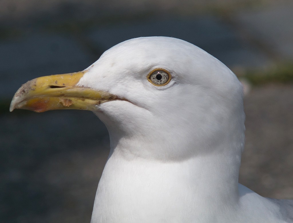 Soligor / Cunor et al 350mm F5.6 Lens Reviews - Tokina Lenses