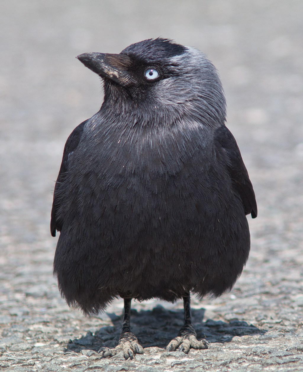 Soligor / Cunor et al 350mm F5.6 Lens Reviews - Tokina Lenses